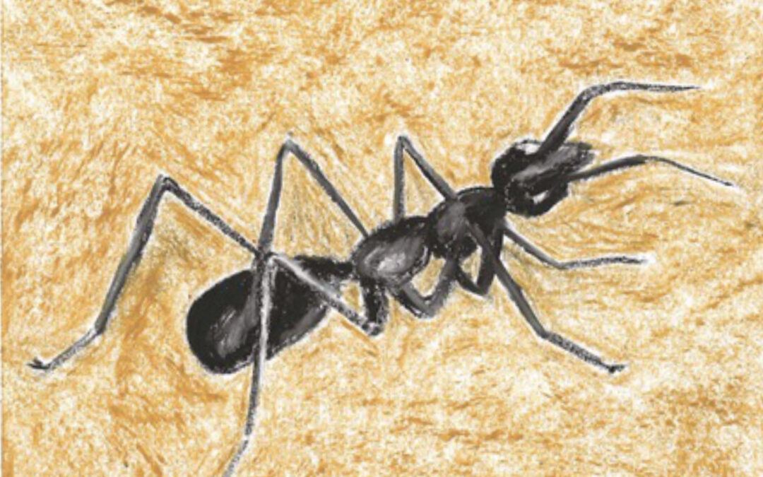 Décimo cuarto día de adviento